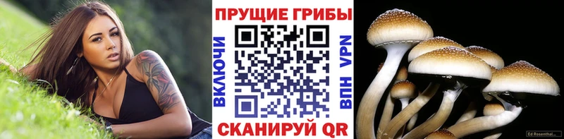 купить наркотик Асино Псилоцибиновые грибы Cubensis